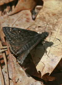 Juvenal's Duskywing